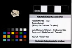 Foto (Objekt + Etikett) von Decapoda indet.  (NHMW-GEO-1990-0041-3159)